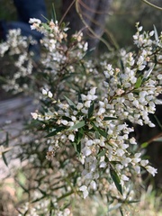 Leucopogon pimeleoides