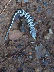 Abronia oaxacae