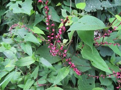 Persicaria filiformis