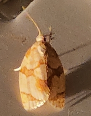 Adoxophyes negundana