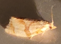 Adoxophyes negundana