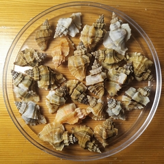 Ocinebrellus inornatus