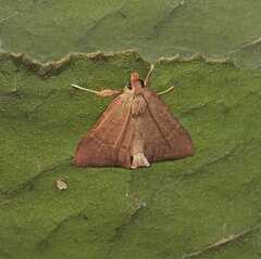 Hypsopygia incarnatalis