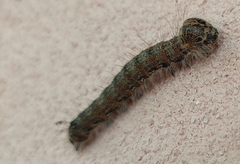 Phalera bucephaloides