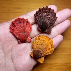Azumapecten farreri