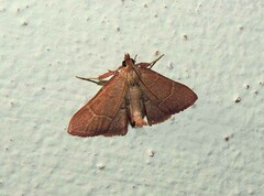Hypsopygia incarnatalis
