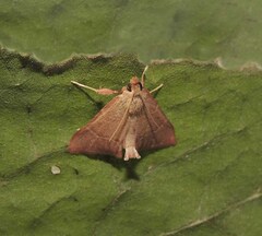 Hypsopygia incarnatalis