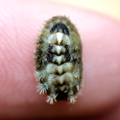 Acanthochitona dissimilis