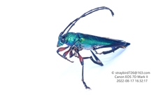 Schwarzerium provostii