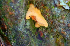 Gloeoporellus merulinus