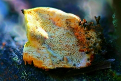 Gloeoporellus merulinus