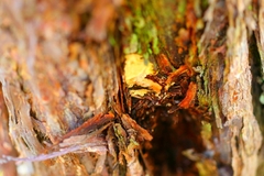 Gloeoporellus merulinus