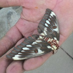 Citheronia splendens