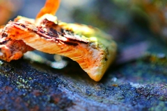 Gloeoporellus merulinus