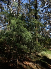 Acacia subporosa