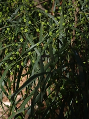 Acacia subporosa