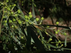 Acacia subporosa