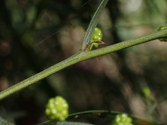 Acacia subporosa