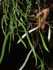 Acacia subporosa