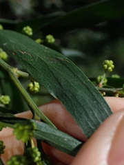 Acacia subporosa
