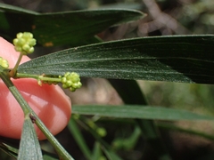 Acacia subporosa
