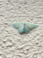 Phaiogramma