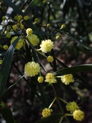 Acacia subporosa