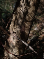 Acacia subporosa