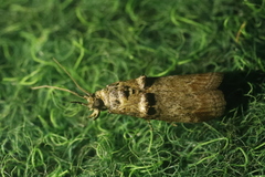 Trachonitis cristella