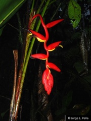 Heliconia fragilis