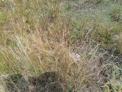 Agrostis vinealis