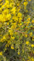 Acacia pravifolia