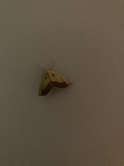 Drepanogynis cambogiaria