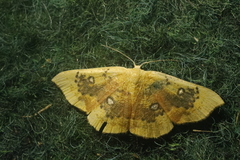 Cyclophora albiocellaria