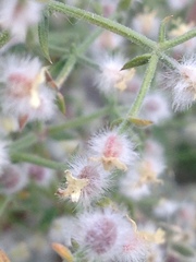 Galium stellatum eremicum
