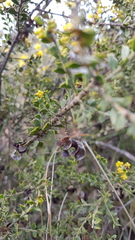 Acacia pravifolia