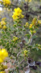 Acacia pravifolia