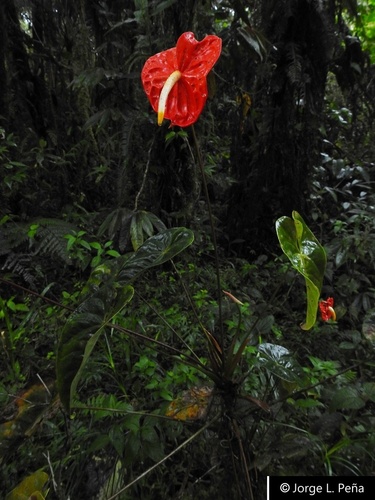 Anthurium andraeanum
