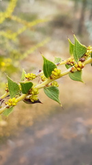 Acacia pravifolia