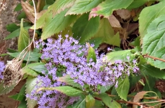 Trachelium caeruleum