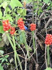Arum cylindraceum