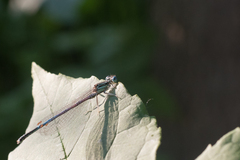 Platycnemis pennipes