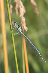 Platycnemis pennipes