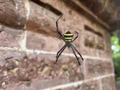 Argiope anasuja