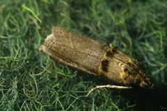 Trachonitis cristella