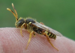 Nomada fucata