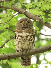 Glaucidium capense ngamiense
