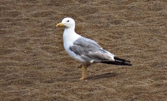Larus michahellis