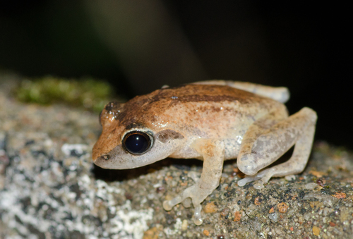 Pseudophilautus wynaadensis