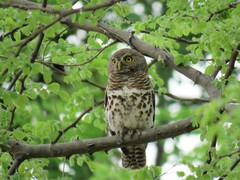 Glaucidium capense ngamiense